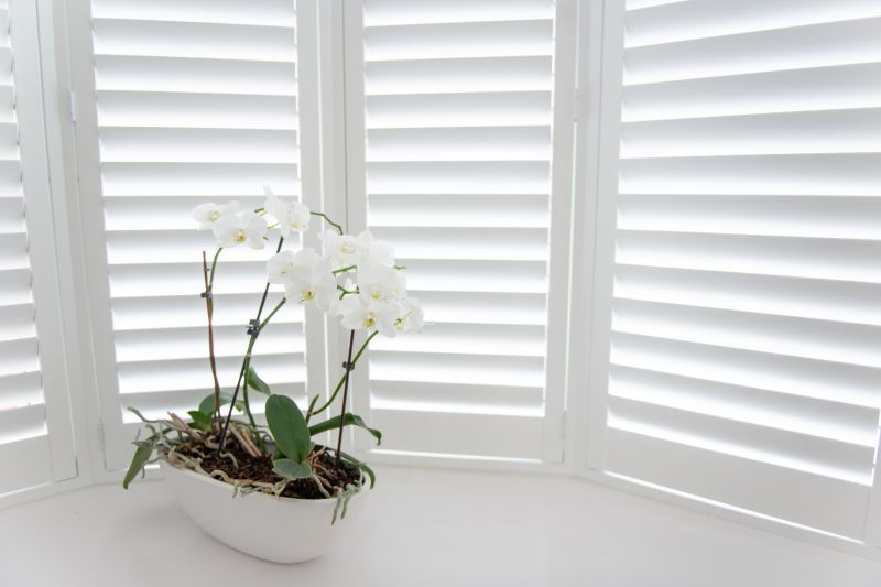 Window Shutters Replacement in Denver County, CO