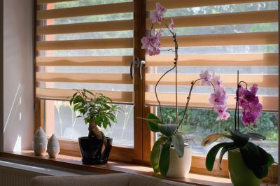 Decorative Window Shutters